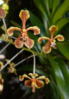 Vanda saxatilis, flowers, Saleman, Seram, Moluccas