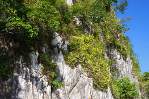 Vanda saxatilis on a limestone cliff, Saleman, Seram, Moluccas