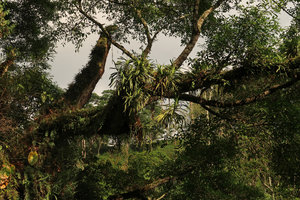 Vanda tricolor, a large clump in habitat, Bromo Tengger Semeru NP, Java