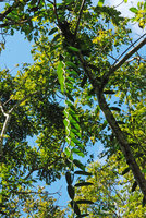 Vanilla sp., hanging leafy stem, Osa, Costa Rica