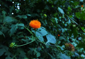 Verbesina crocata, terminal inflorescence, Finca el Pilar, Antigua, Guatemala