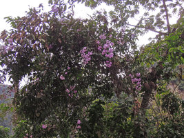 Quechualia (syn. Vernonia) fulta  climbing and flowering on forest edge trees, Aguas Calientes, Cuzco, Peru