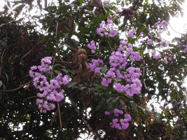 Quechualia (syn. Vernonia) fulta inflorescences, Aguas Calientes, Cuzco, Peru