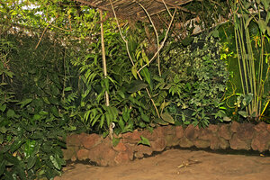 Vertical Garden by Patrick Blanc with Costus, Anubias and other species in the house terrace of Philippe Birnbaum, Bamako, Mali