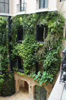 Vertical Garden in the patio of a private house, focus on Colocasia formosana, Beirut