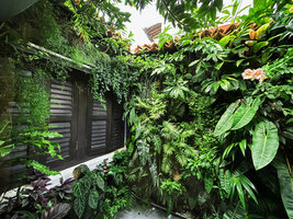 Vertical gardens in the open patio by Patrick Blanc, Tamba restaurant, Singapore