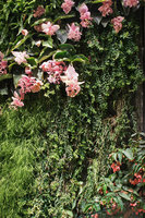 Vertical Garden with Medinilla magnifica in full bloom, in a private house, Beirut