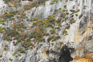 Vertical limestone cliff mostly covered by evergreen Monocotyledons and deciduous Dicotyledons, Mogotes, Valle de Vinales, Cuba