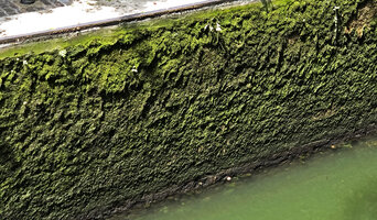Vertical stone wall covered by mosses, Canal de la Villette, Place Stalingrad, Paris