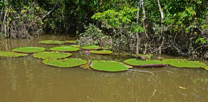 Victoria amazonica at the edge of lake Januari, Manaos, Amazonas, Brazil