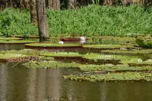 Victoria amazonica, flower on the first day, lake Januari, Manaos, Amazonas, Brazil
