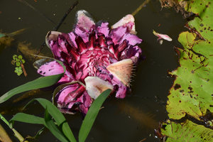 Victoria amazonica, flower on the second day, Manaos, Amazonas, Brazil