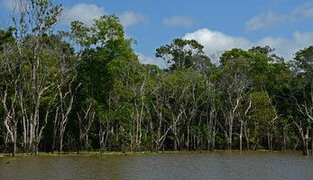 Victoria amazonica population at the edge of lake Januari, Manaos, Amazonas, Brazil