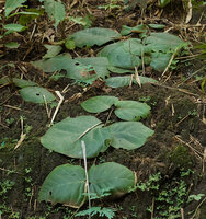 Vincetoxicum rotundifolium, stem creeping of forest floor with thigmotropic leaves tightly appressed to the soil, Pai, Thailand