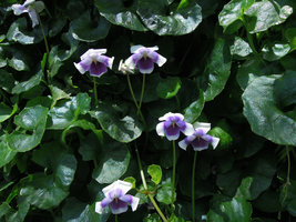 Viola hederacea, One Central Park, Sydney, Oct 2014