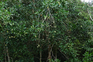 Voacanga thouarsii, flowering and fruiting branches, Amani, East Usambara, Tanzania