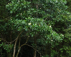 Voacanga thouarsii, flowering branches with characteristic obtuse glaucous leaves, Amani, East Usambara, Tanzania