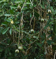Voacanga thouarsii, hanging fruits, Amani, East Usambara, Tanzania