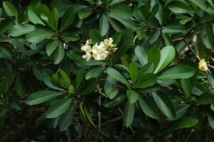Voacanga thouarsii, obtuse leaf apex and few flowered inflorescences, Amani, East Usambara, Tanzania