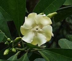 Voacanga thouarsii, one flower at anthesis, Amani, East Usambara, Tanzania