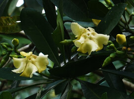 Voacanga thouarsii, young yellow flowers, Amani, East Usambara, Tanzania