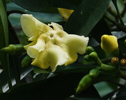 Voacanga thouarsii, young yellow flower with wide emarginate corolla lobes, Amani, East Usambara, Tanzania