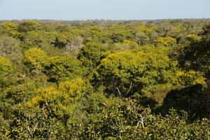 Vochysia divergens as forest dominant tree, Pantanal, Cuiaba, Brazil