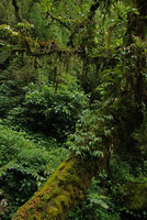 Vriesa, Nematanthus et Begonia épiphytes, Sierra do Mar, Brésil, Nov. 2011