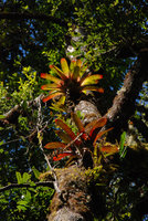 Epiphytic Vriesea, Quetzal, Costa Rica