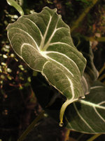 Water excreted from the apical leaf hydathode in Alocasia reginula, Sofitel Palm Jumeirah, Dubai