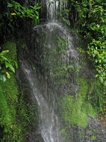 Waterfall rocks covered with ferns and Hydrangea, mountain area, Taipeh, Taiwan