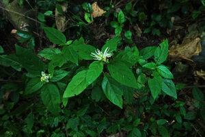 Whitfieldia orientalis in forest understory, Amboni Caves, Tanga, Tanzania