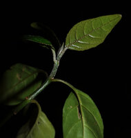Whitfieldia orientalis, stellate hairs densely covering the young parts of the stem, petioles and leaf veins, diffenciating this species from the close W. stuhlmannii, Amboni Caves, Tanga, Tanzania