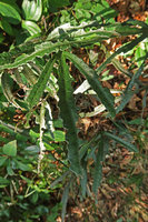 Woodwardia harlandii, frond, Ba Na Hills, Da Nang, Vietnam