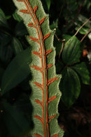 Woodwardia harlandii, sori, Ba Na Hills, Da Nang, Vietnam