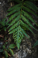 Woodwardia prolifera, détail et Boehmeria, Taroko, Taiwan