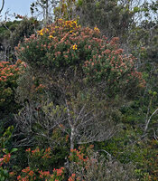 Kania hirsutula as a small much branched tree at forest edge, Anggi Lakes, 2300 m asl, Arfak Mts, West Papua