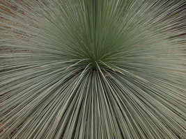 Xanthorrhoea sp. cultivated in the Blue Mountains Botanic Garden, Mount Tomah, NSW, Australia