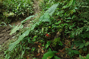 Xanthosoma crassilaminum, leaves and mature infructescence, Yasuni NP, Ecuador