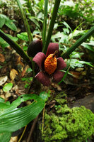 Xanthosoma crassilaminum, mature infructescence with recurved pink recurved basal lobes  issued from the lower part of the spathe, Yasuni NP, Ecuador 