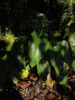 Xanthosoma pubescens leaves mottled by sunflecks, Manu NP, 2000 m, Peru