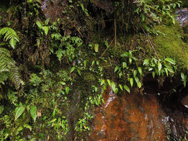 Xanthosoma pubescens population issued from tiny adhesive bulbils, on a vertical seeping rock, Manu NP, 2000 m, Peru