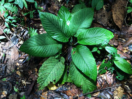 Xanthosoma trichophyllum, Amacayacu NP, Leticia, Colombia
