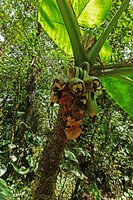 Xanthosoma undipes, mature hanging infructescences, El Pahuma Orchid reserve, Pichincha, Ecuador