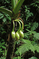 Xanthosoma undipes, maturing hanging infructescences, El Pahuma Orchid reserve, Pichincha, Ecuador
