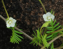 Xenostegia pinnata, corollas and hairy calyx, Katavi NP, Tanzania