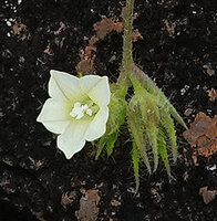 Xenostegia pinnata, inflorescence, Katavi NP, Tanzania