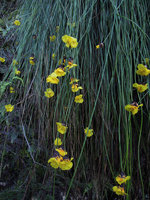 Xyris ustulata hanging from a vertical cliff ledge, Blue Mountains, NSW, Australia