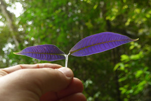 Young transluscent purple leaves of a shrubby species of the Rubiaceae family, Cameron Highlands, Malaysia