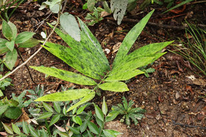 Zamia variegata, Mountain Pine Ridge Reserve, Belize